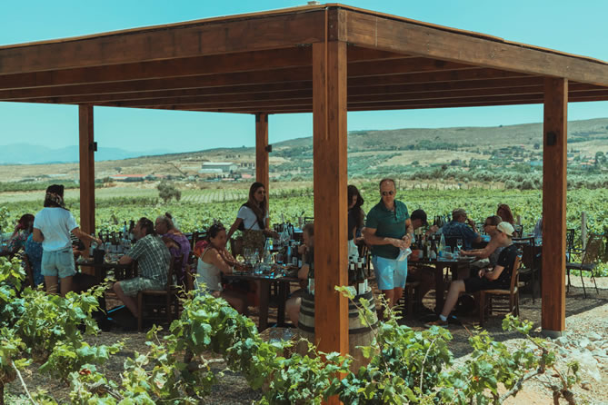 Private Weinprobe auf Kreta in den Weinbergen